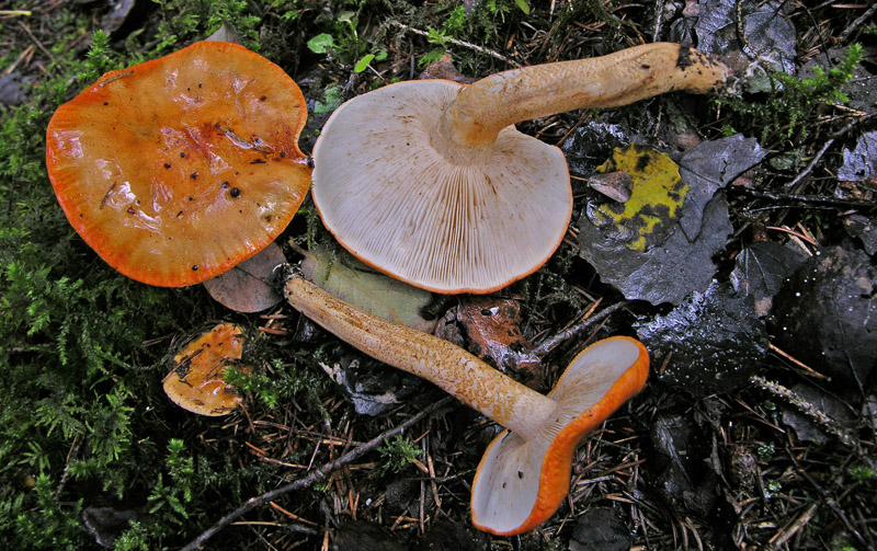 Quiz..n�9,quando l''arancio...